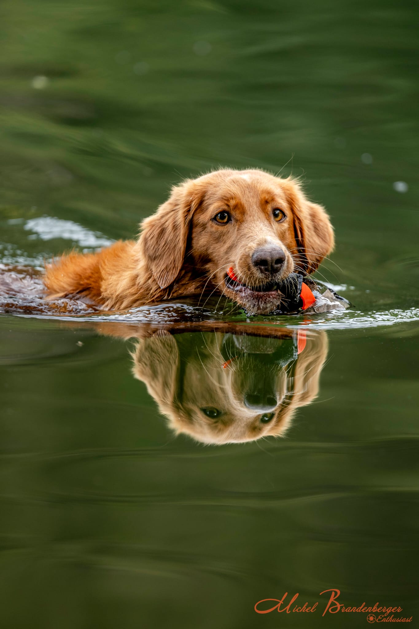 Hund im Training